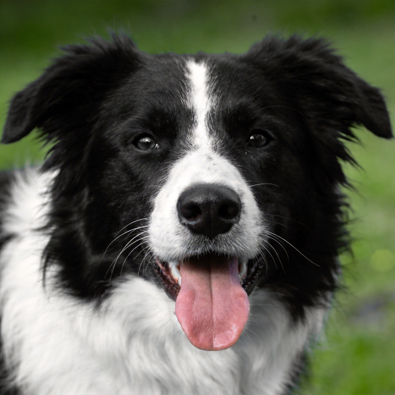 黑白边牧吐舌微笑图片