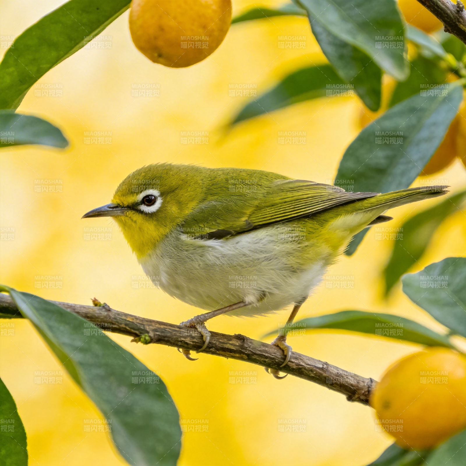 绿鸟栖枝橙果旁图片
