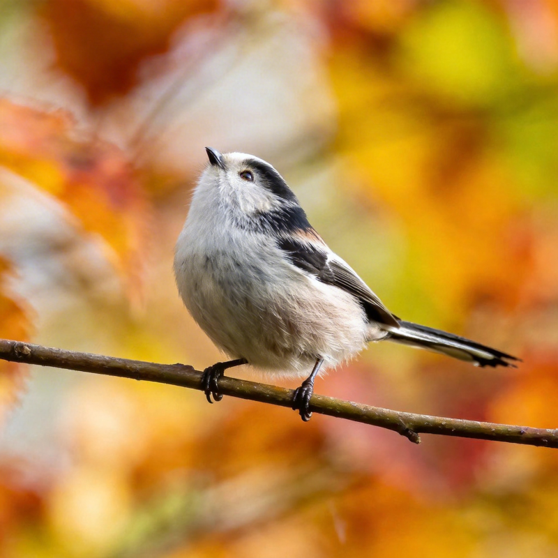 秋枝上的小鸟图片