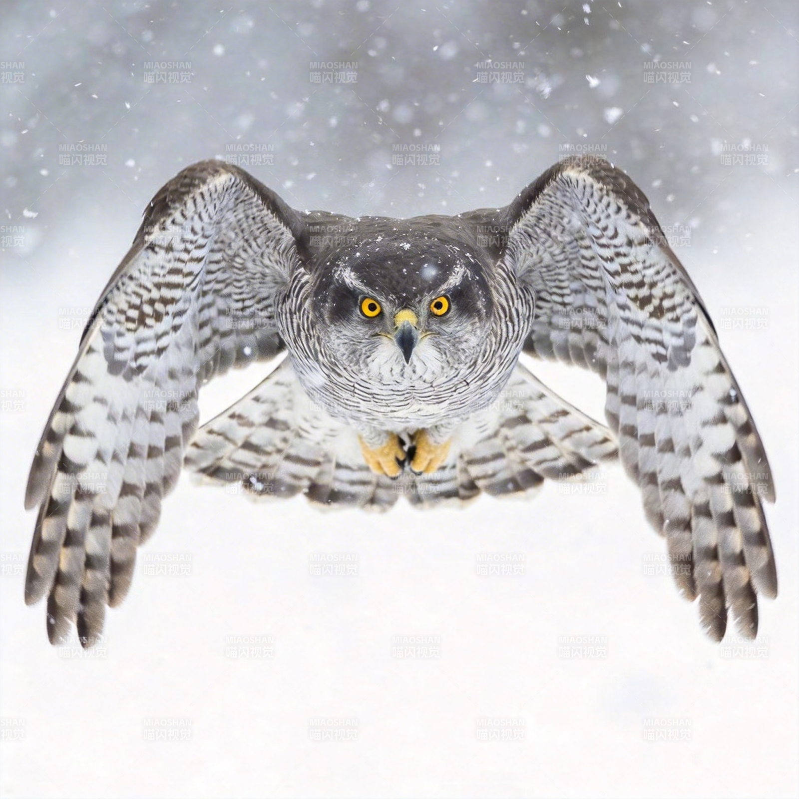 雪中猛禽翱翔图片