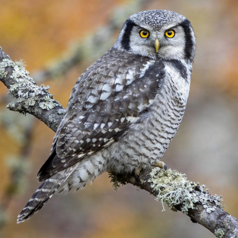 猫头鹰栖枝凝视图片