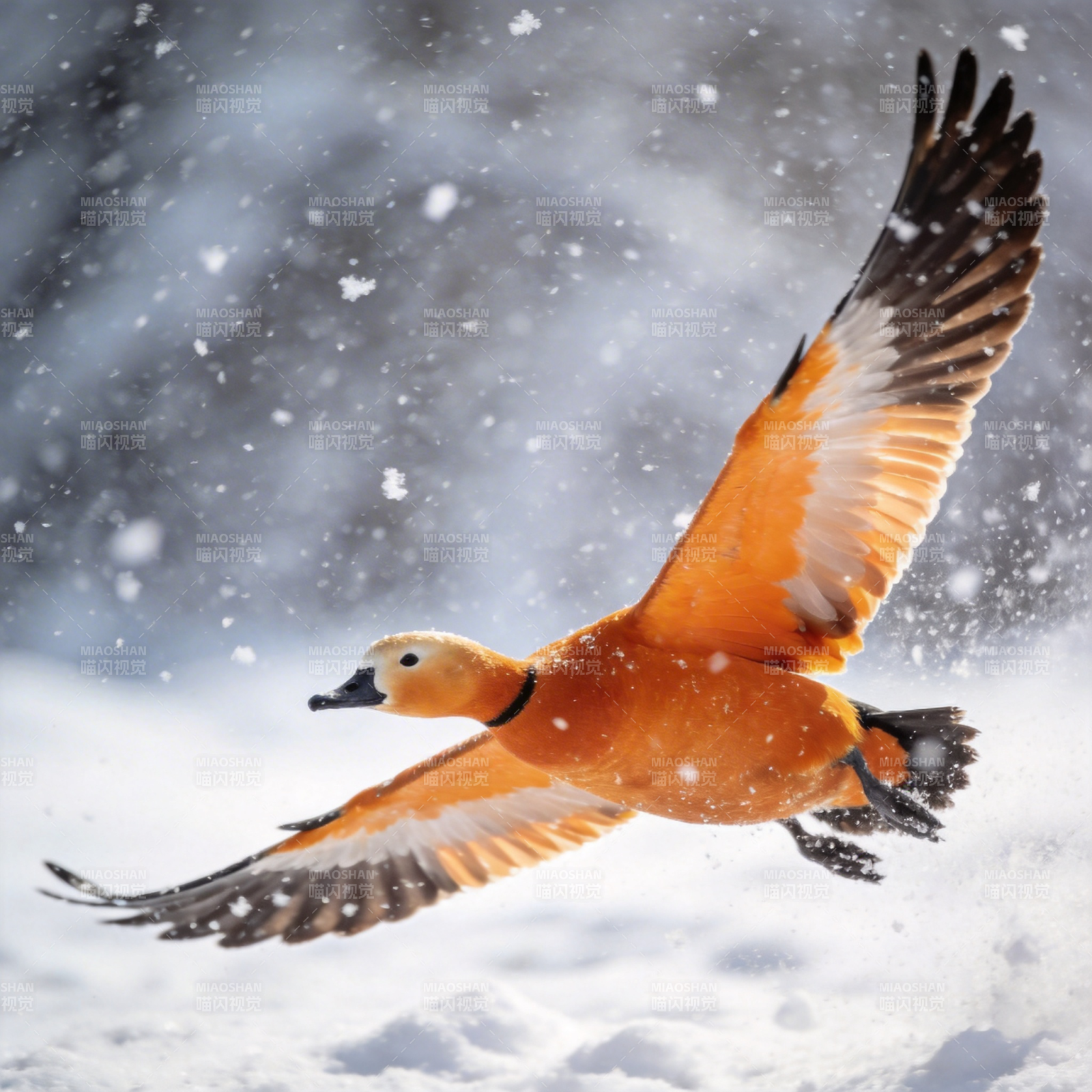 雪中飞翔的橙鸭图片