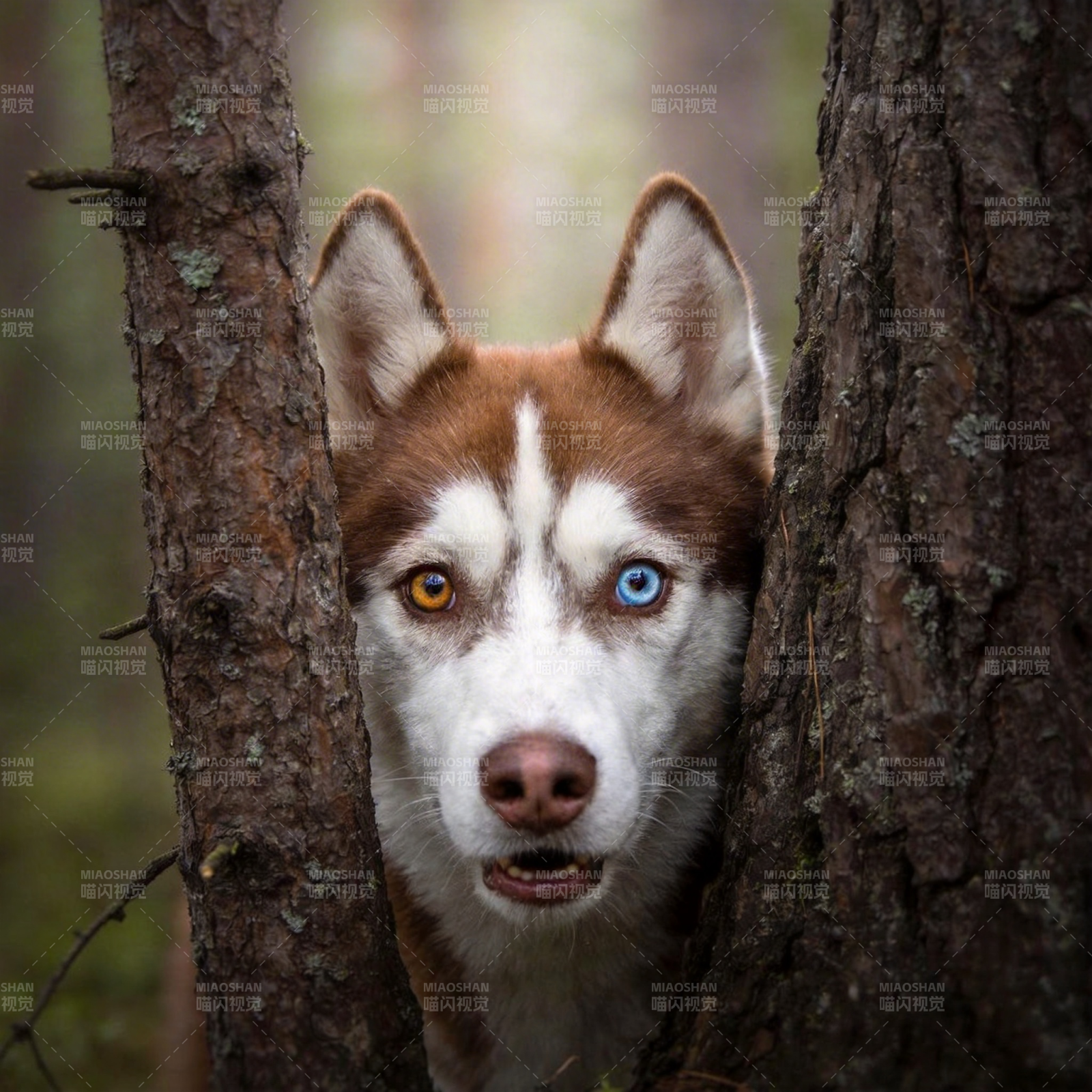 森林中的哈士奇图片