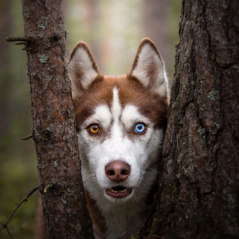 森林中的哈士奇图片