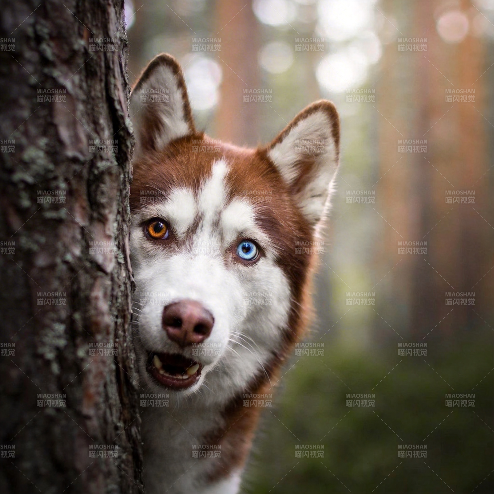 森林中的哈士奇图片