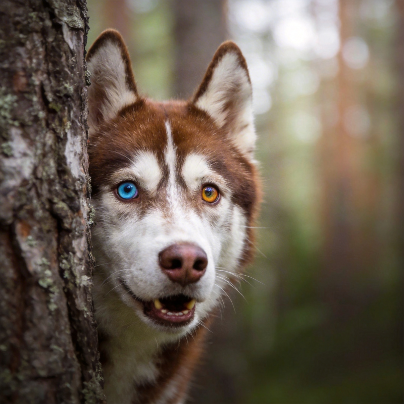 双色眼狼犬探头图片