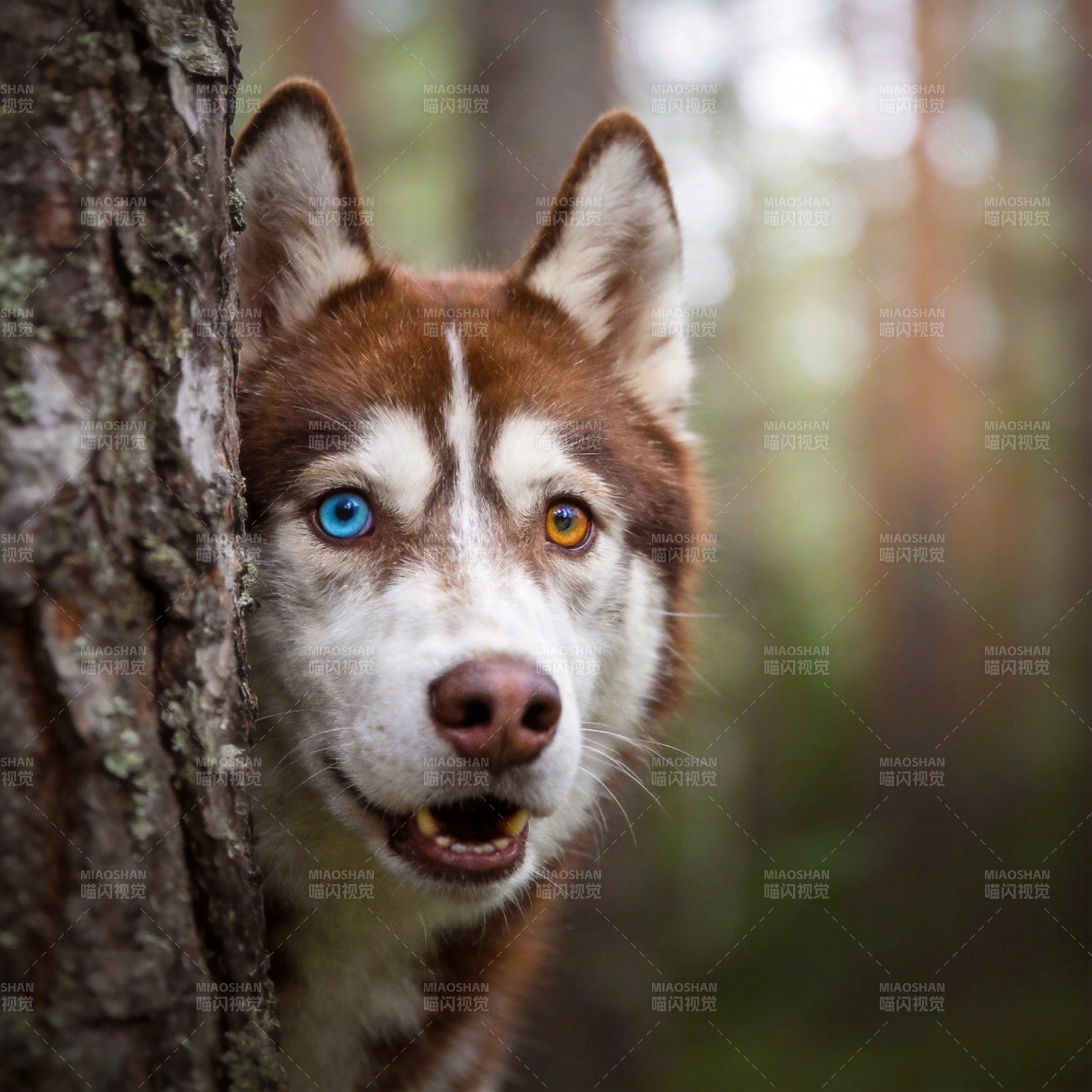 双色眼狼犬探头图片