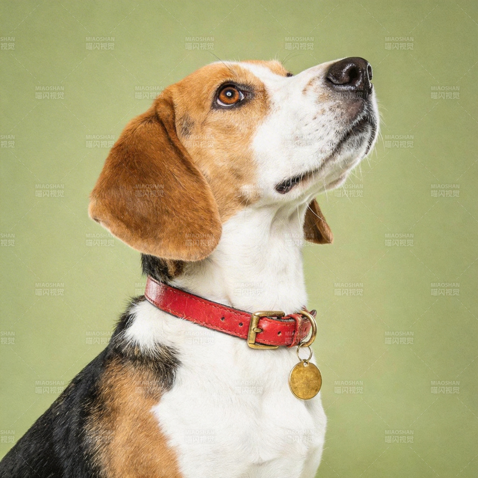 比格犬仰望远方图片