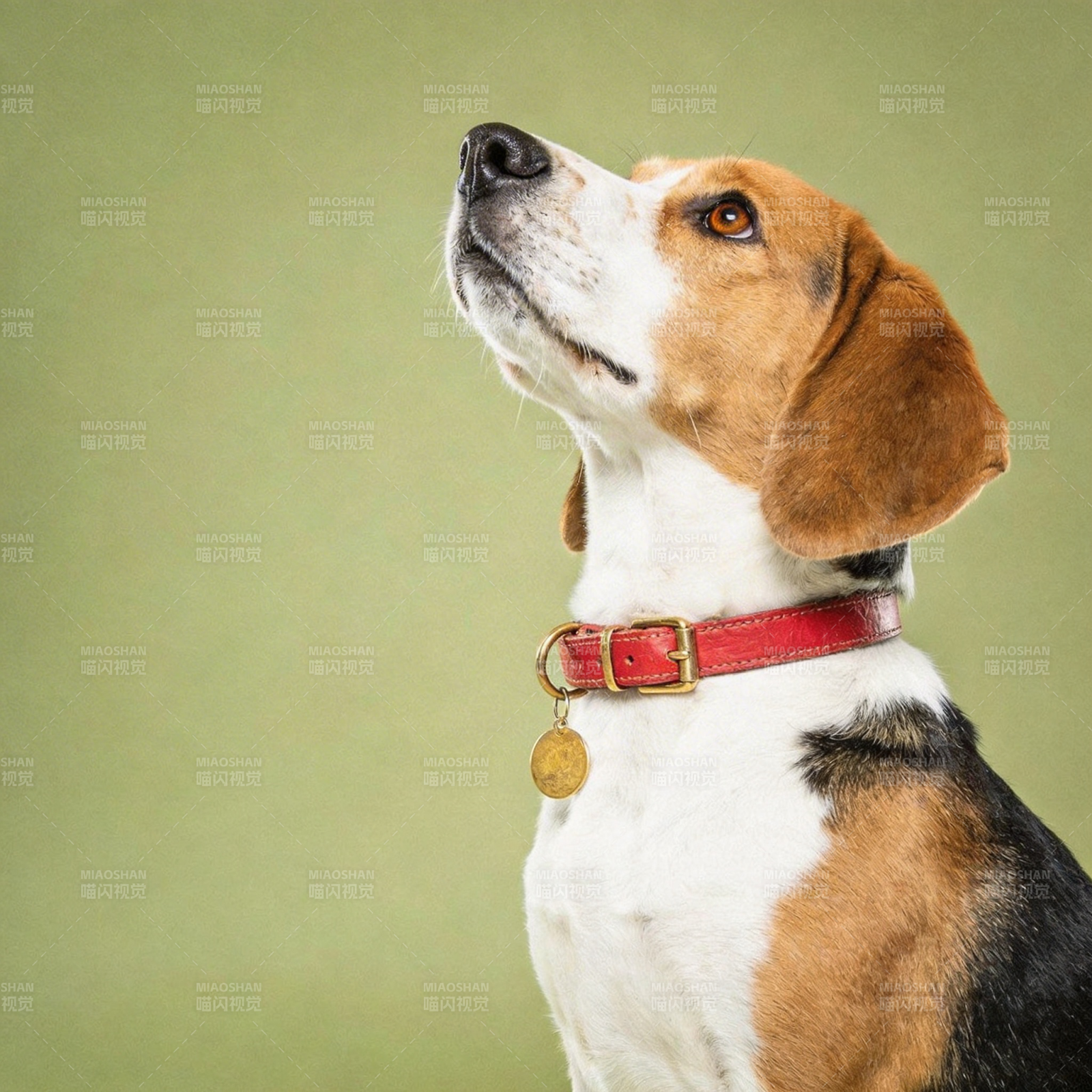 比格犬仰望远方图片