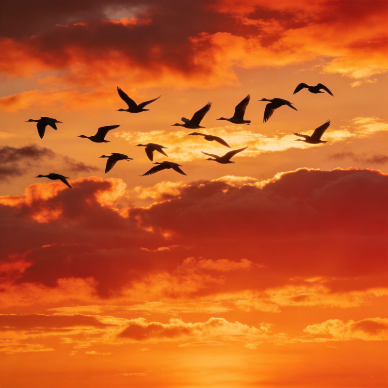 雁阵归时暮色红图片