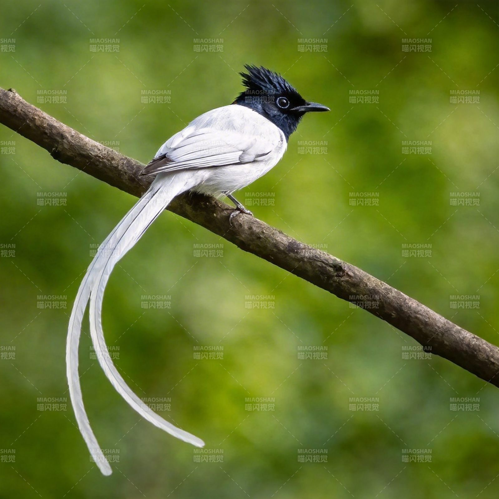 寿带鸟栖枝头图片