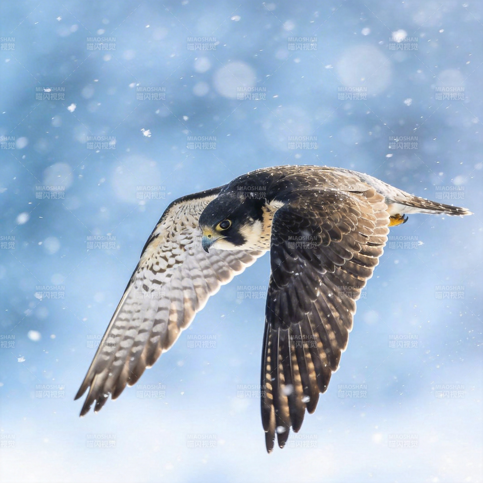 雪中翱翔的猎鹰图片