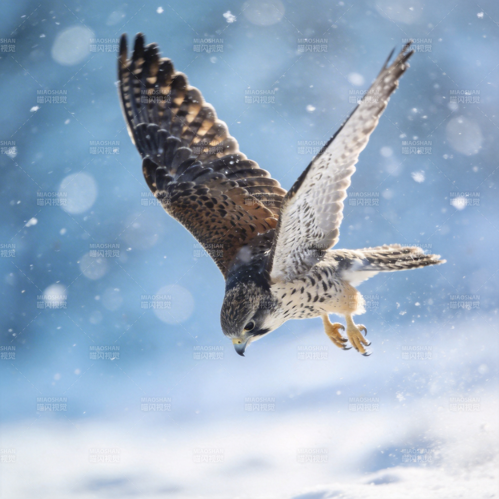 雪中猎隼翱翔图片