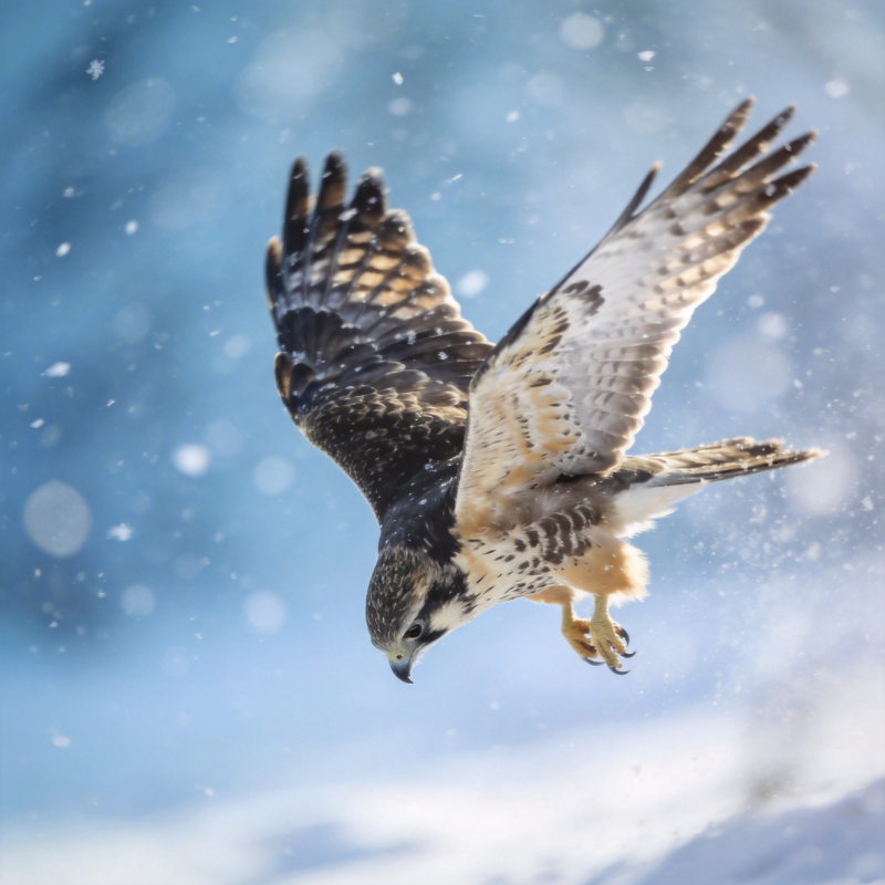 雪中翱翔的猛禽图片