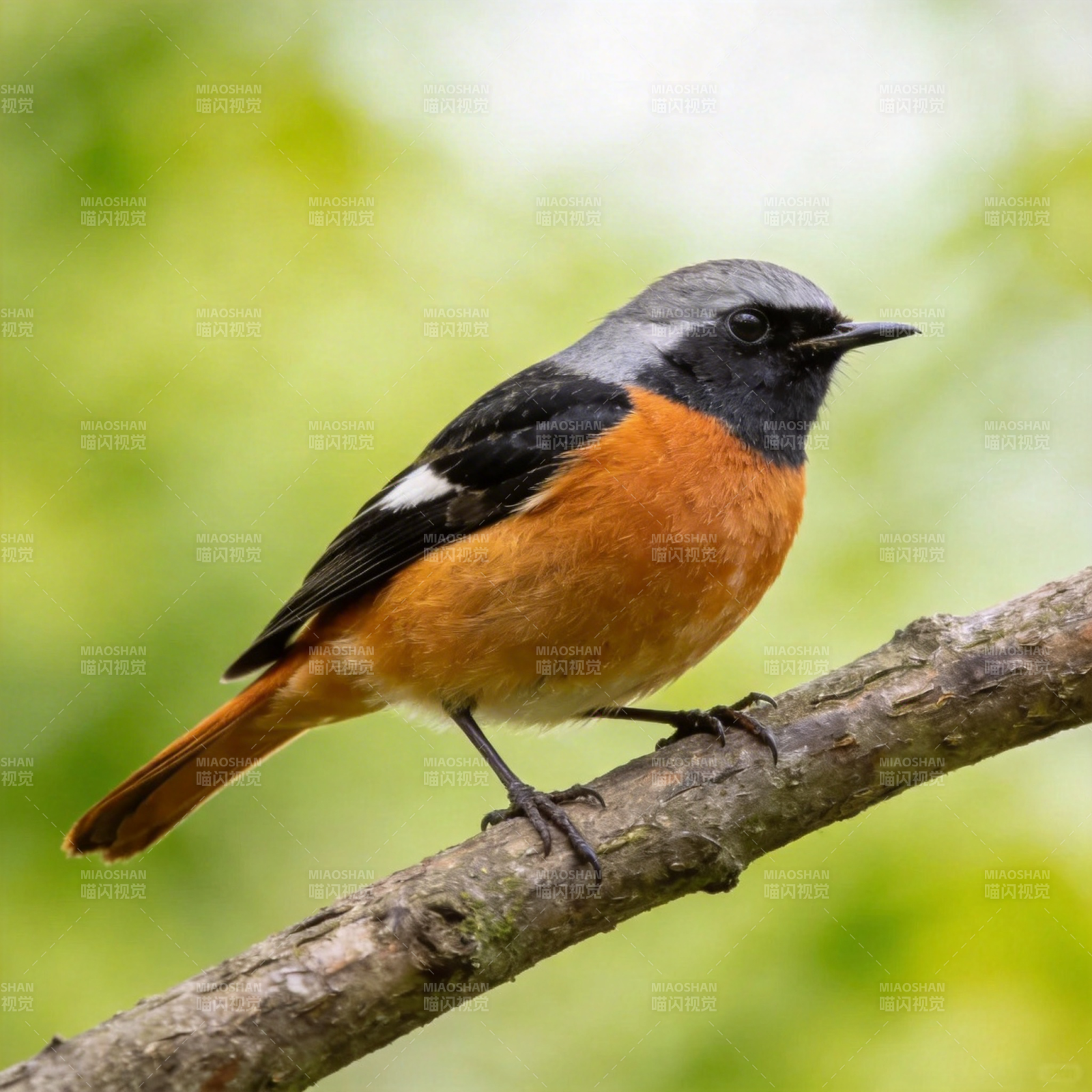 红腹灰头鸟栖枝图片