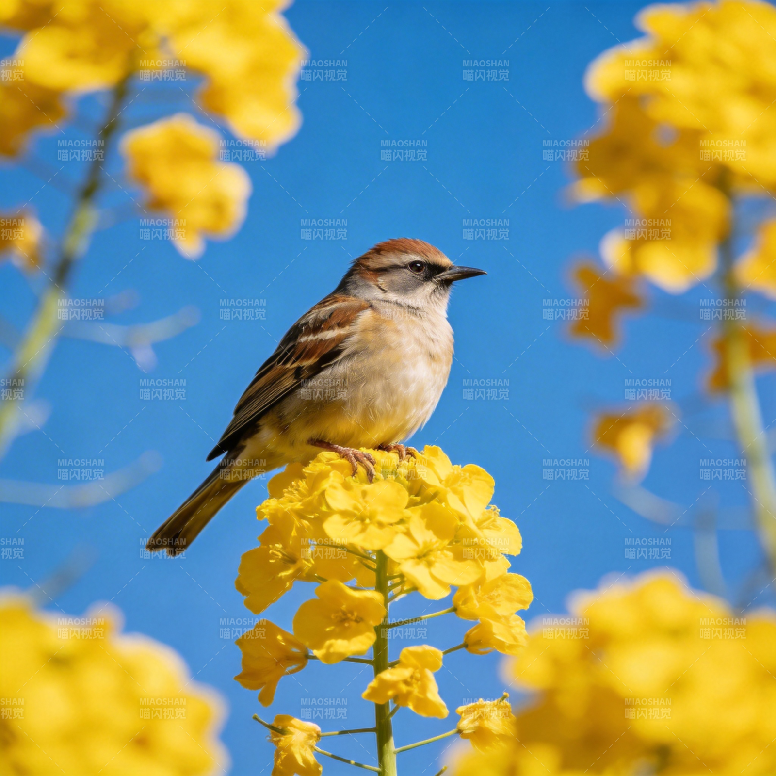 麻雀栖花 春意盎然图片