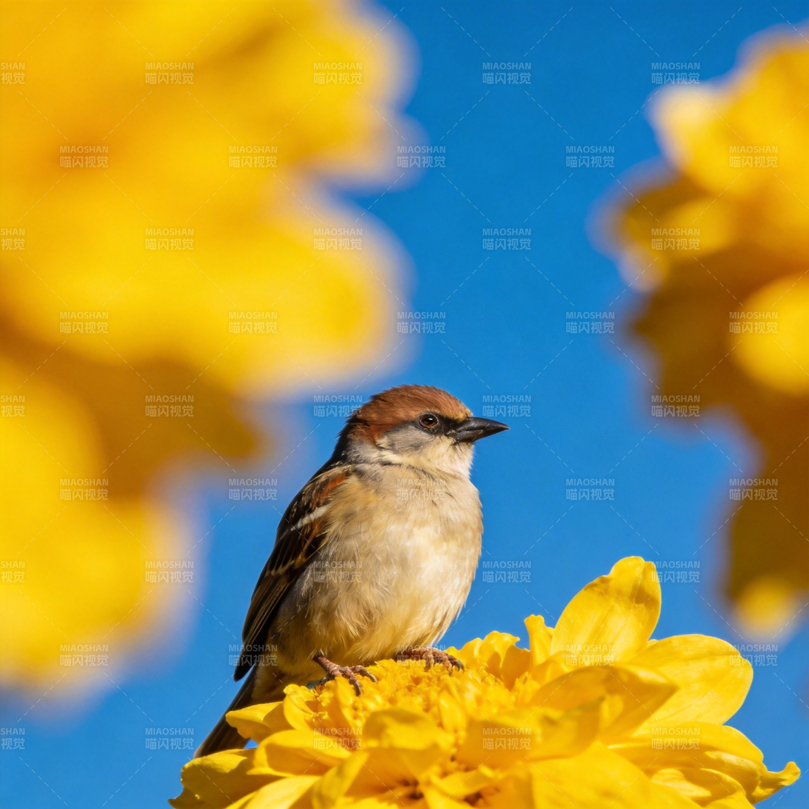 麻雀栖花 春意盎然图片