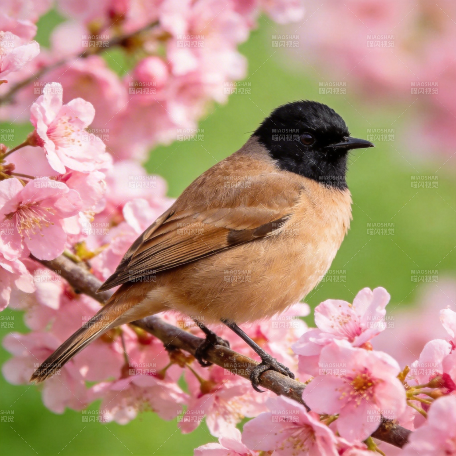 樱花枝头小鸟栖图片