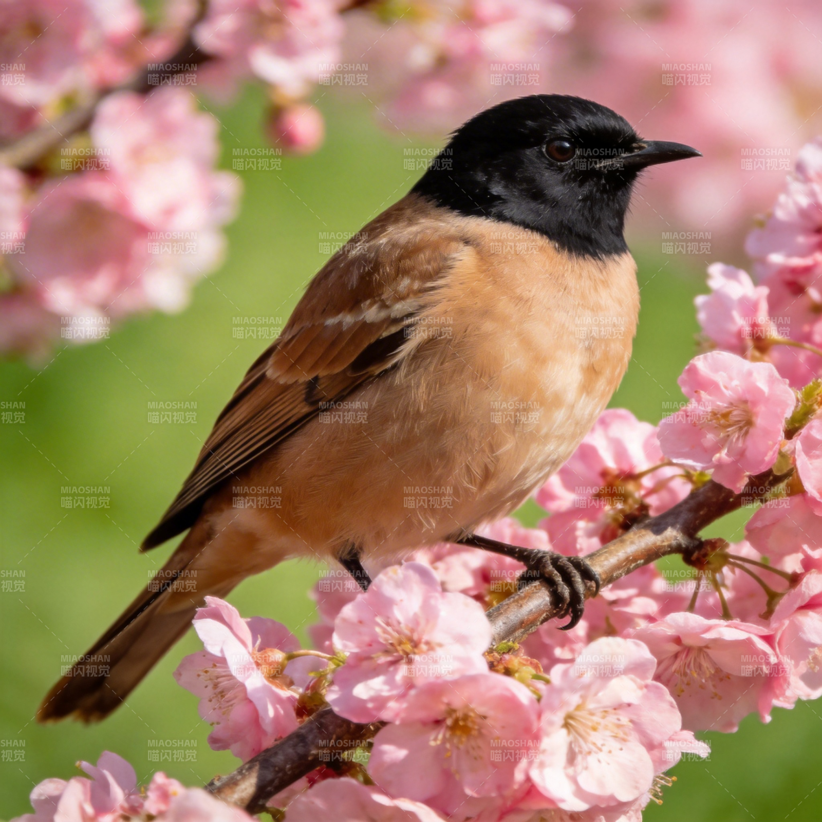 春樱枝头鸟栖息图片