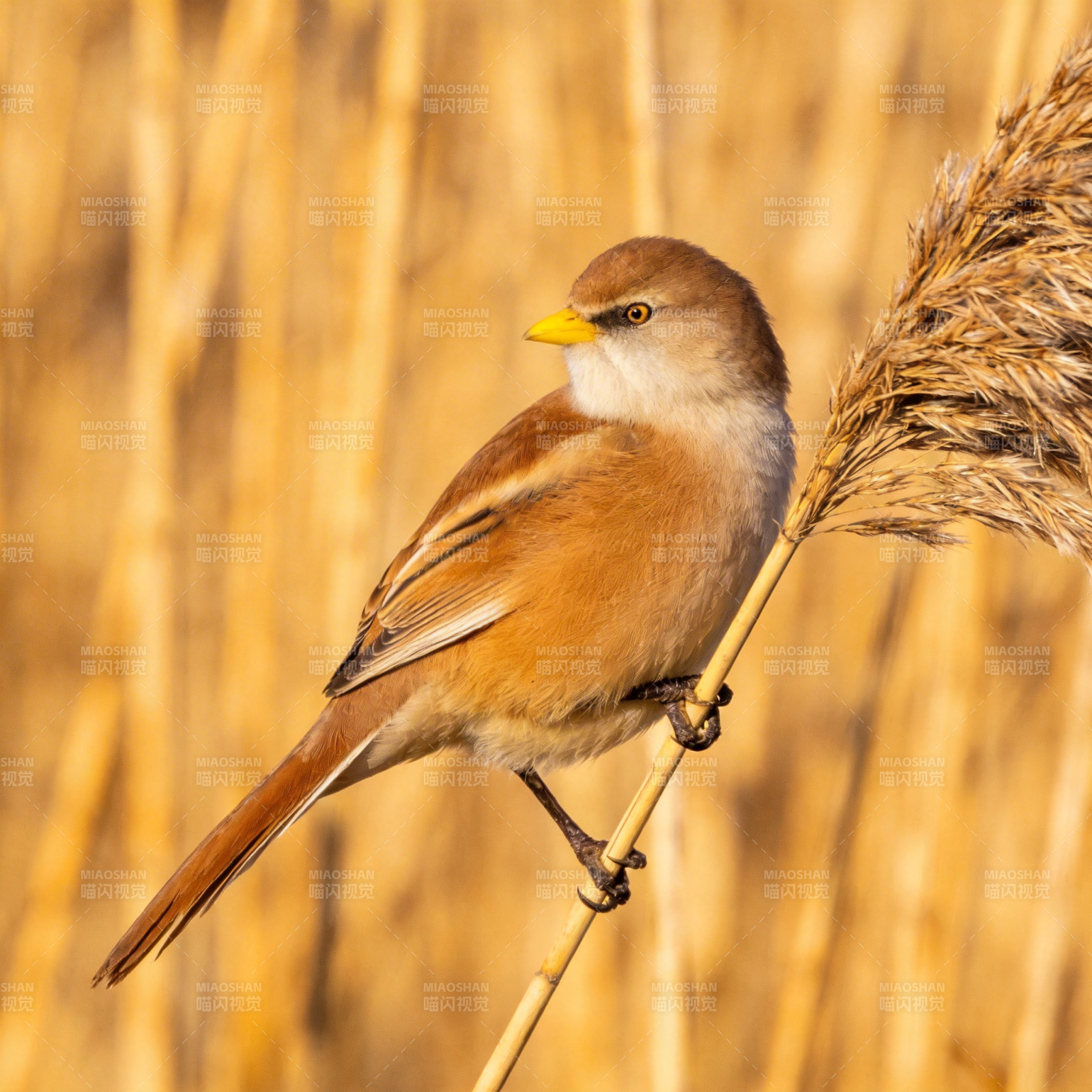 芦苇丛中的小鸟图片