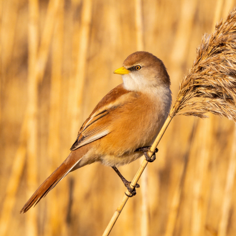 芦苇丛中的小鸟图片