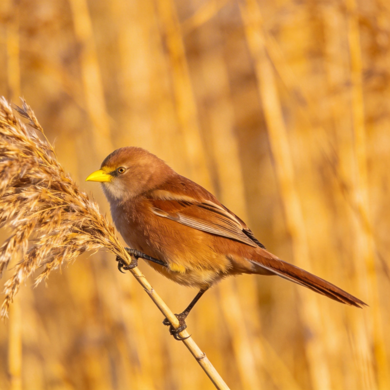 棕鸟栖草 秋色宜人图片