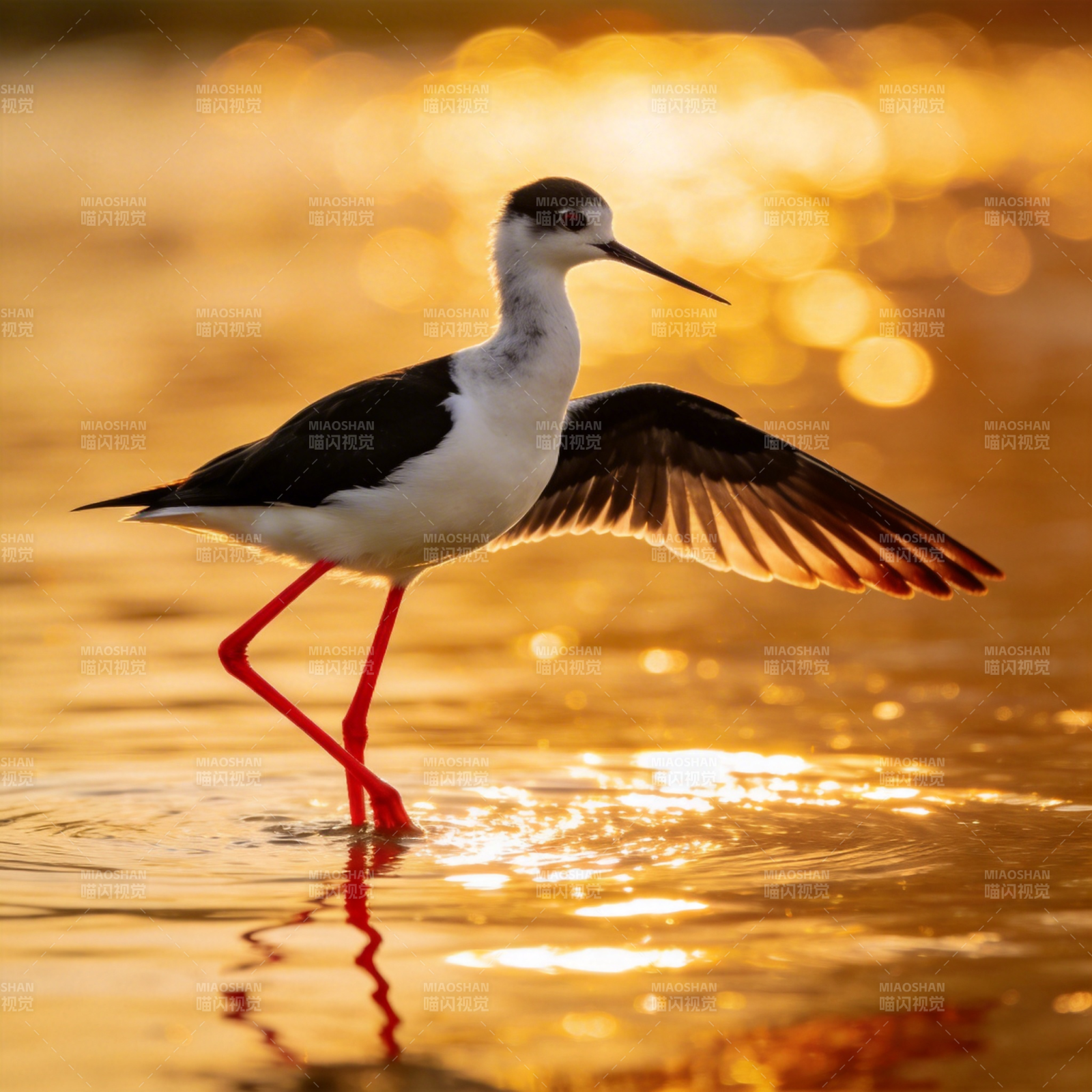 黑翅长脚鹬栖水图片