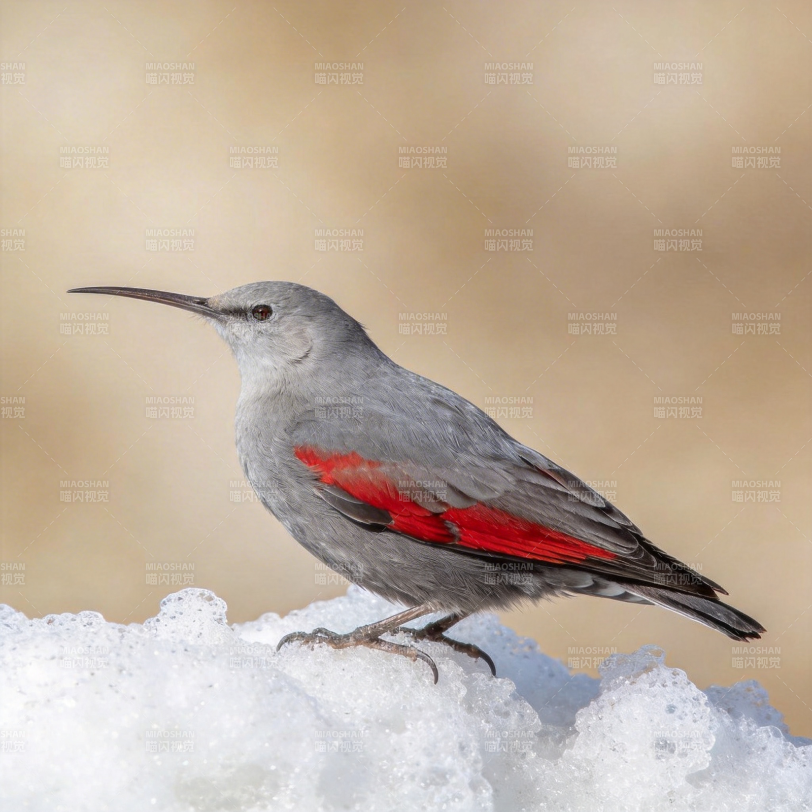 红翅灰鸟栖雪中图片