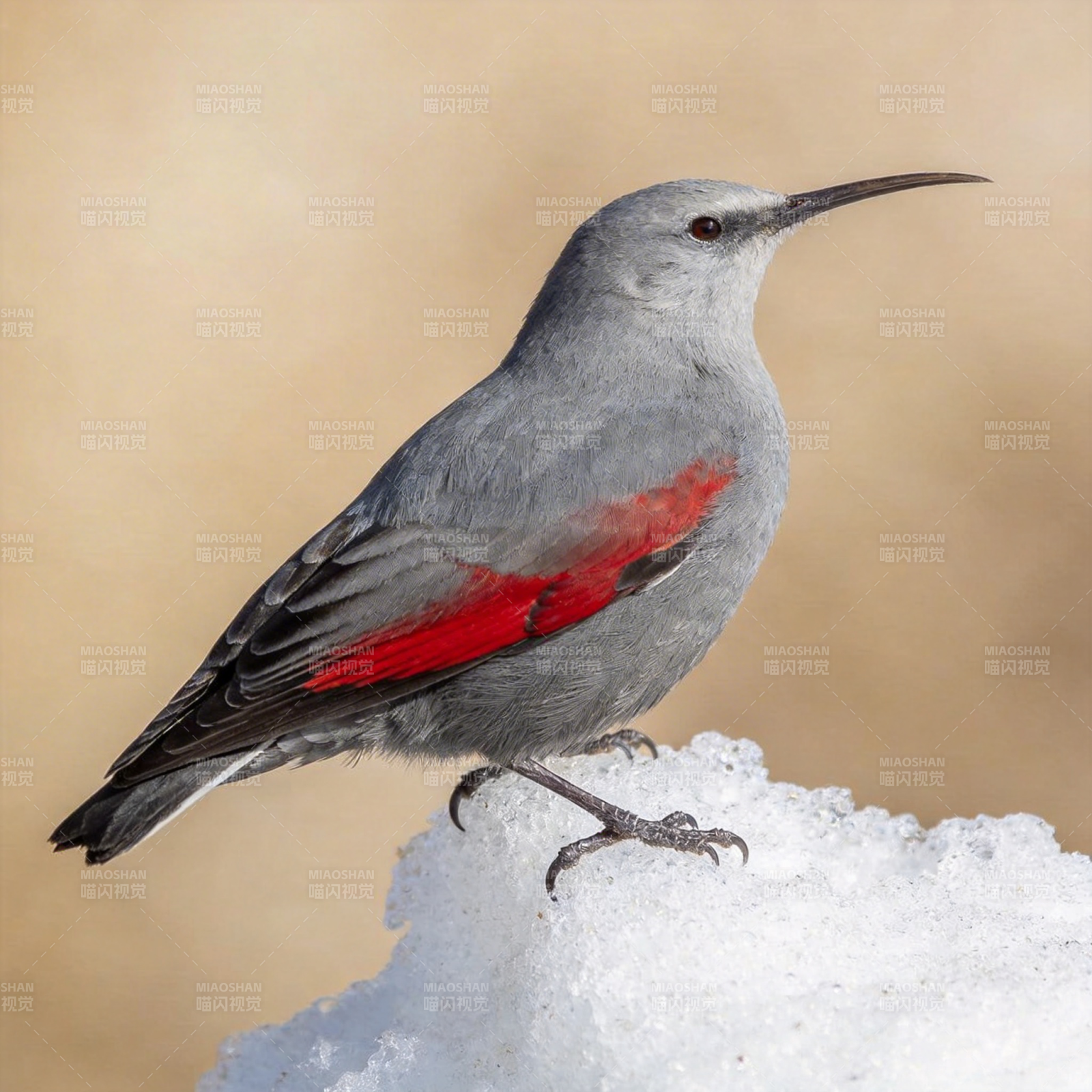 红翅灰鸟栖雪图片