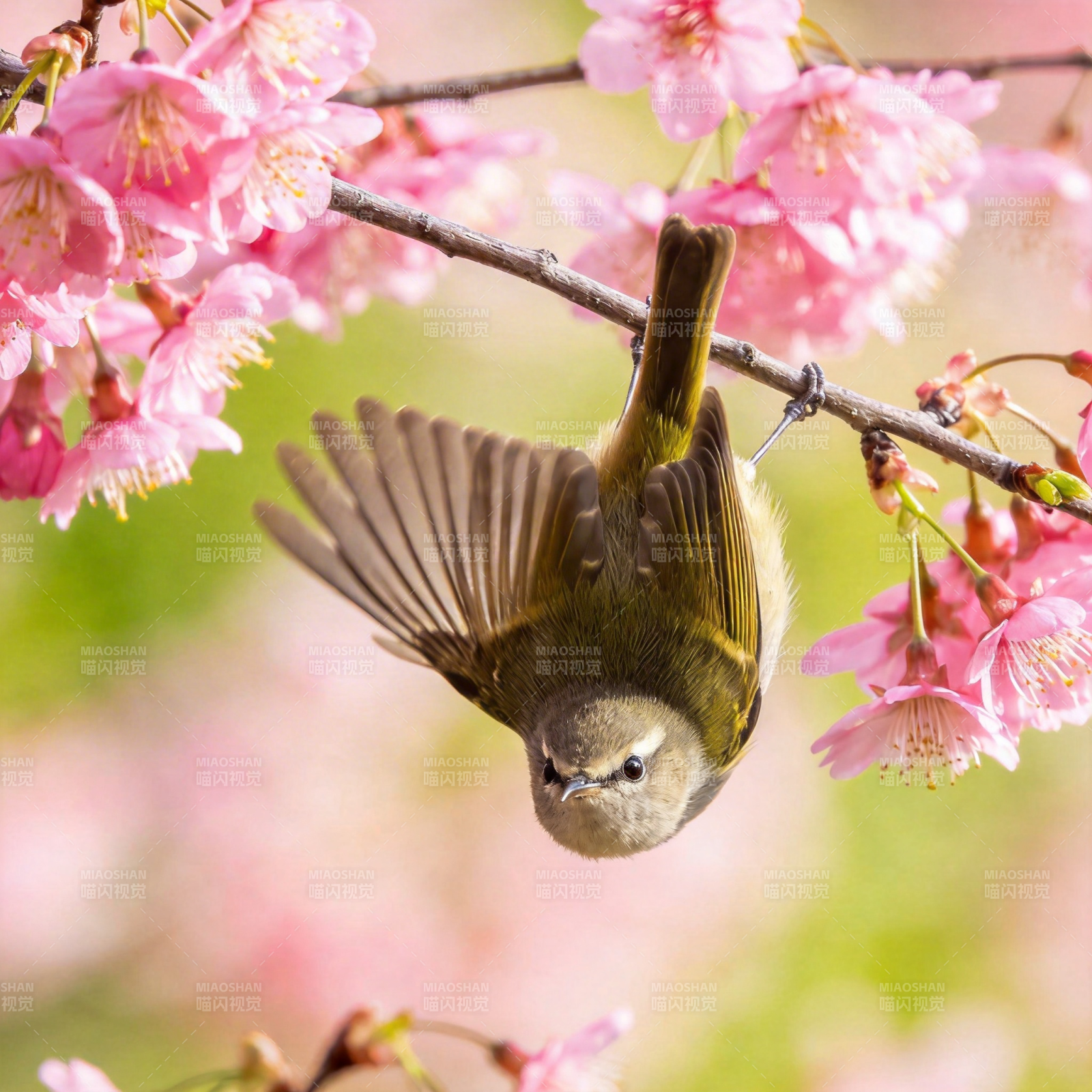 樱花枝头小鸟飞翔图片