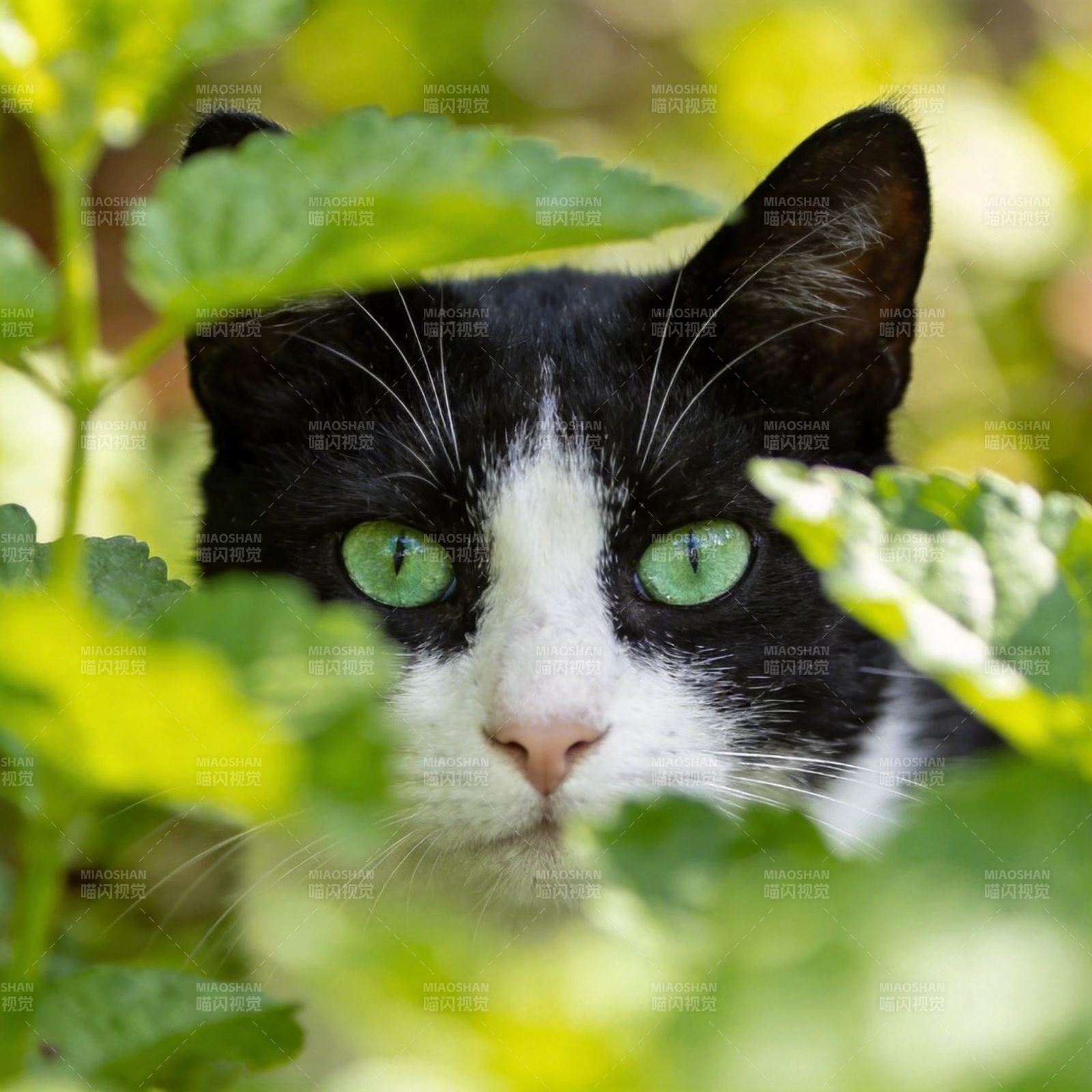 绿眼猫藏叶间图片