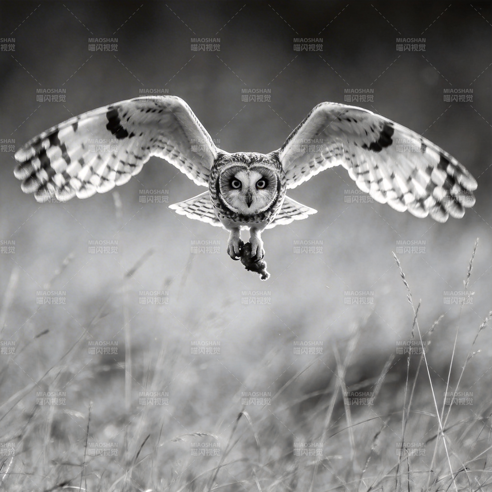 夜行猎手 展翅捕食图片