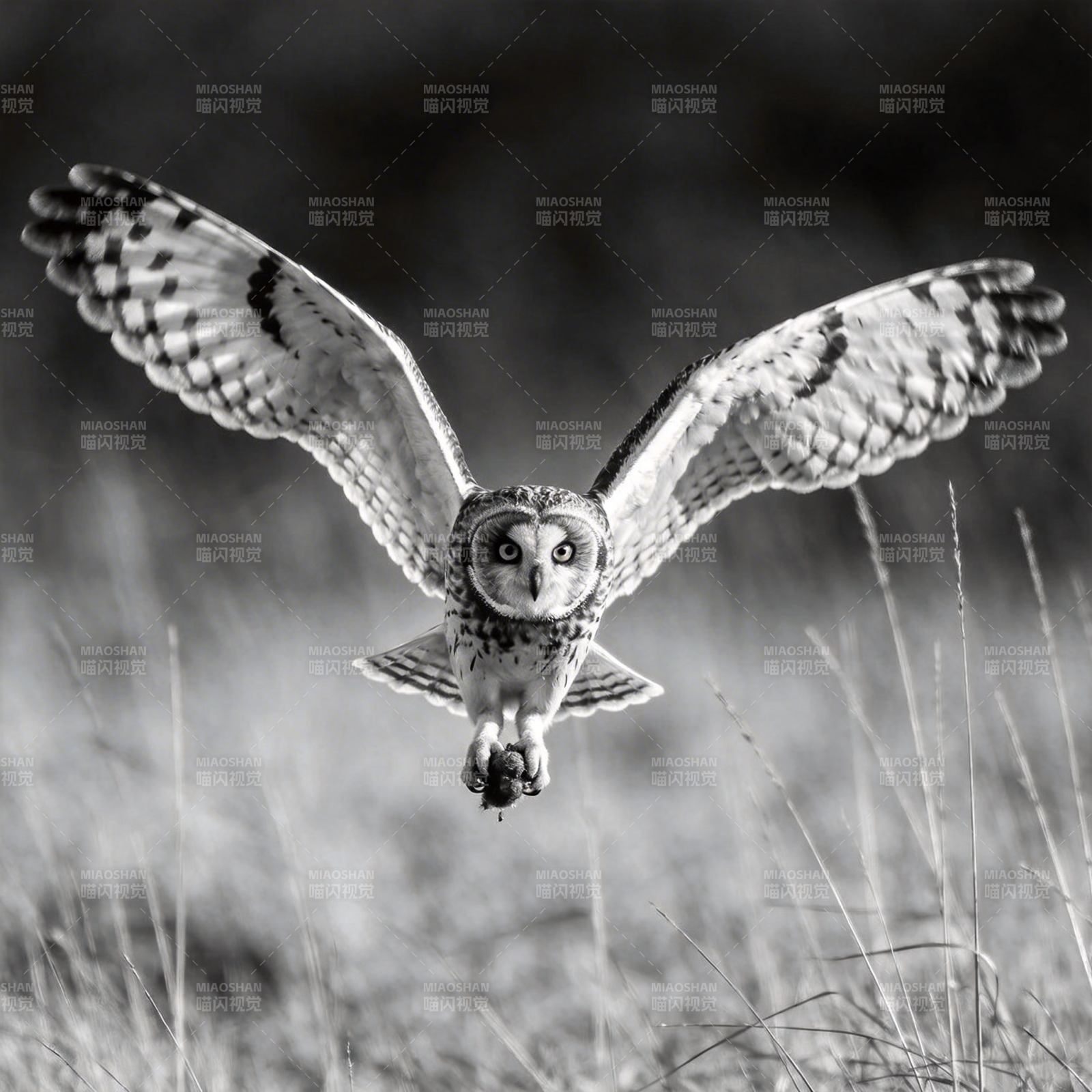 夜行猎手翱翔图片