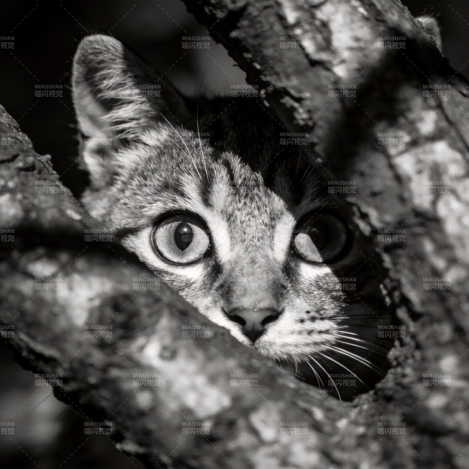 树洞中的猫眼图片