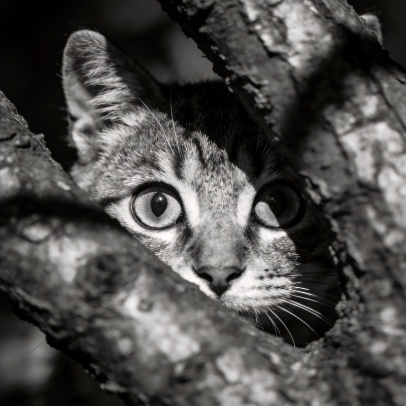 树洞中的猫眼图片