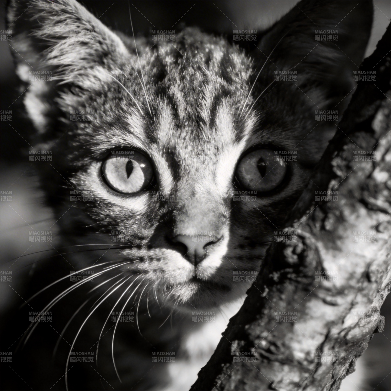 树影中的猫眼图片