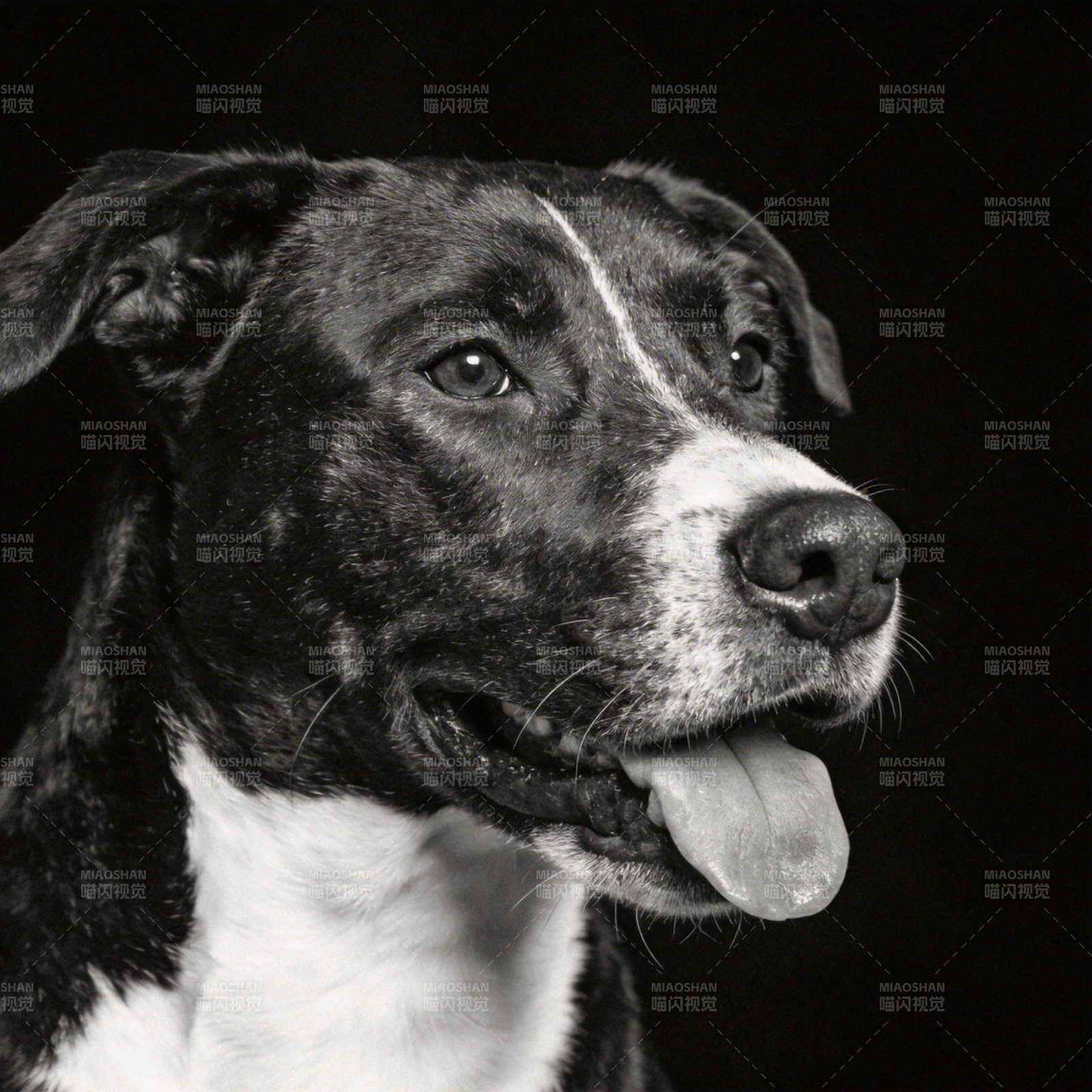 黑白犬的侧脸特写图片