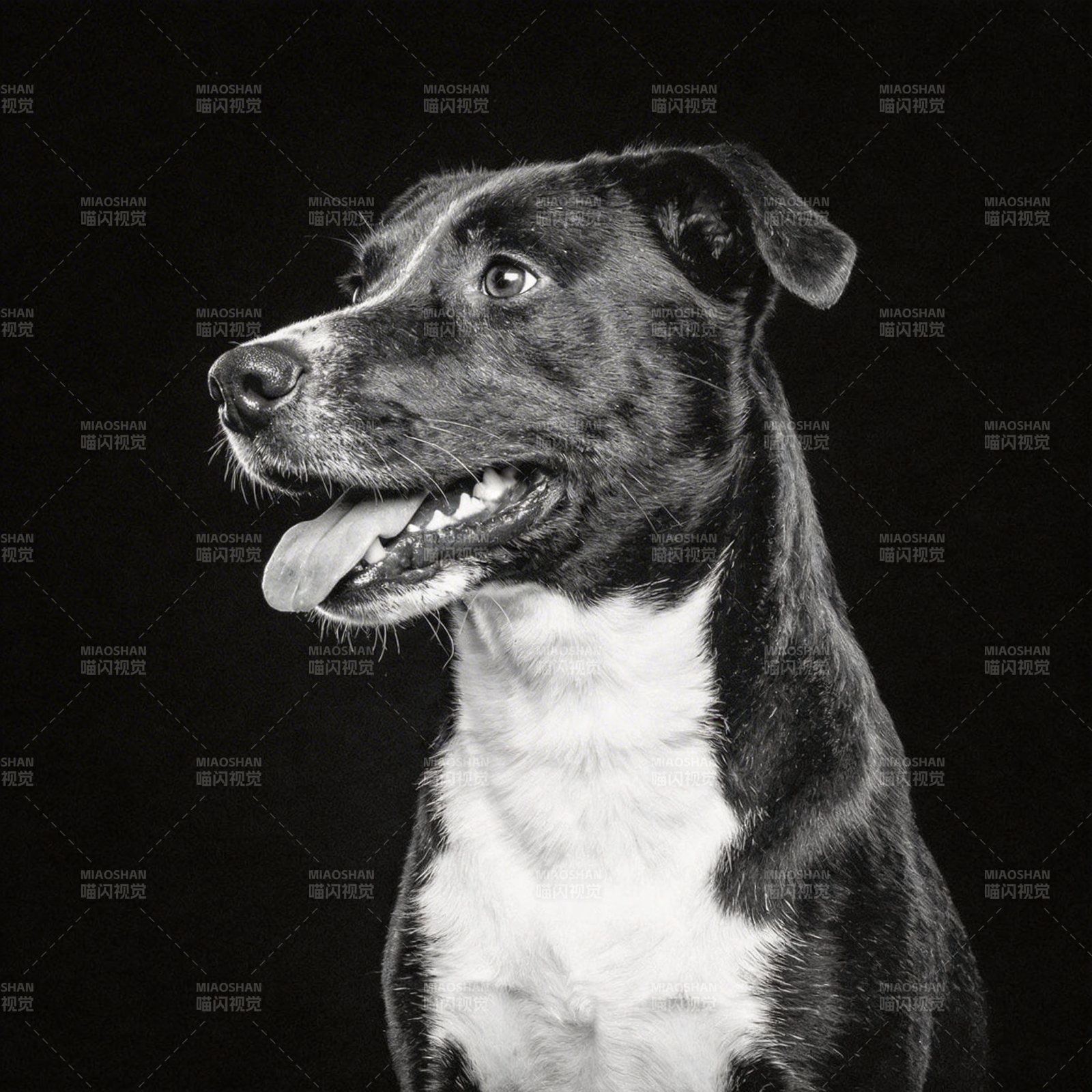 黑白犬肖像图片