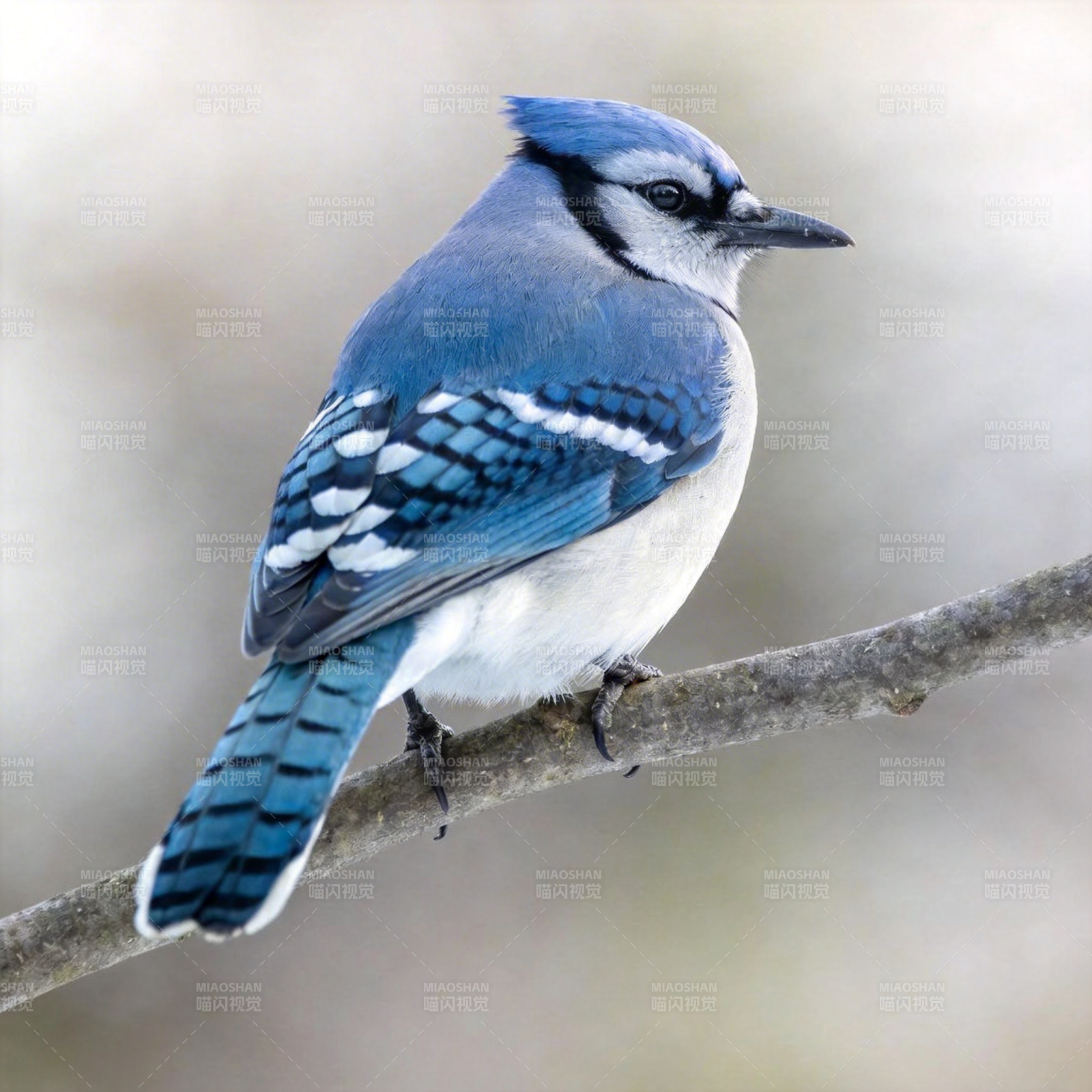 蓝鸦栖枝图片