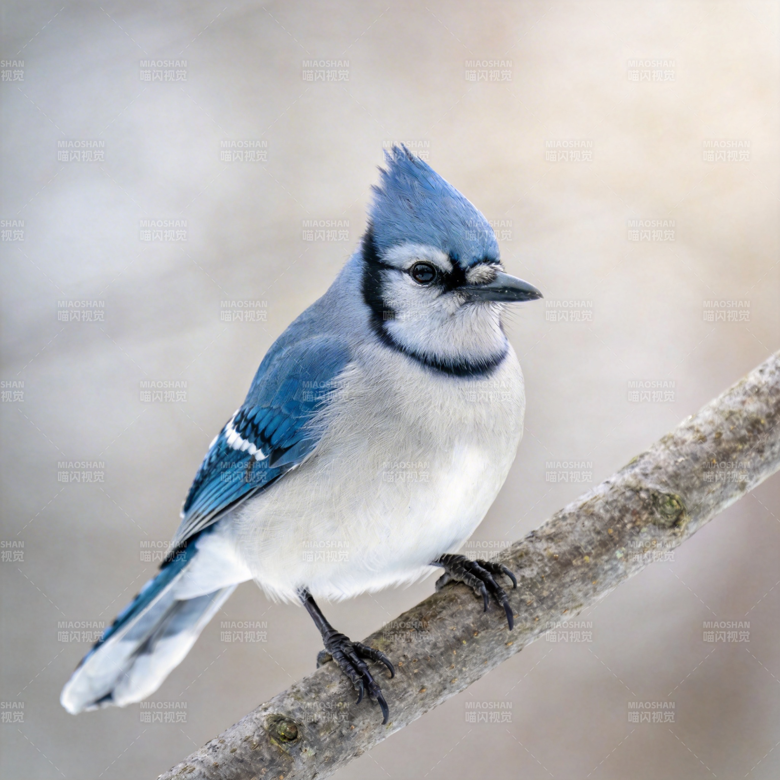 蓝鸦栖枝图片