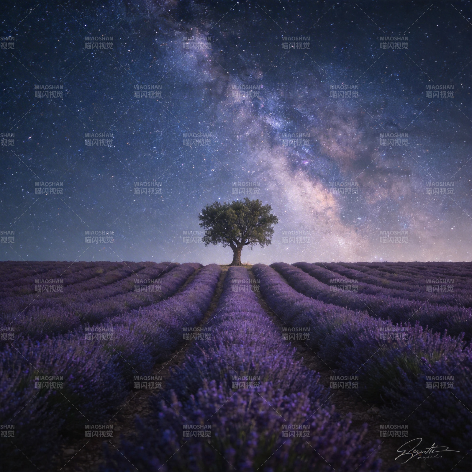 星河下的薰衣草田图片