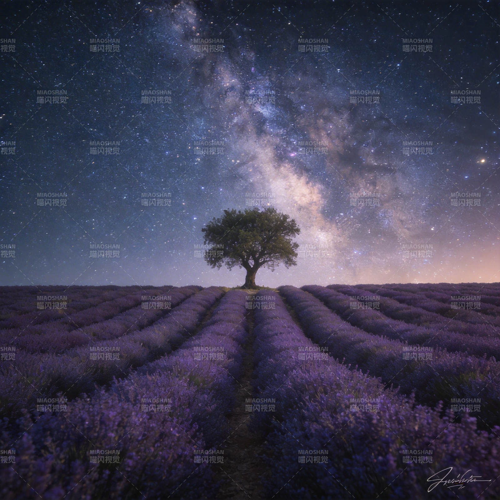 星空下的薰衣草田图片