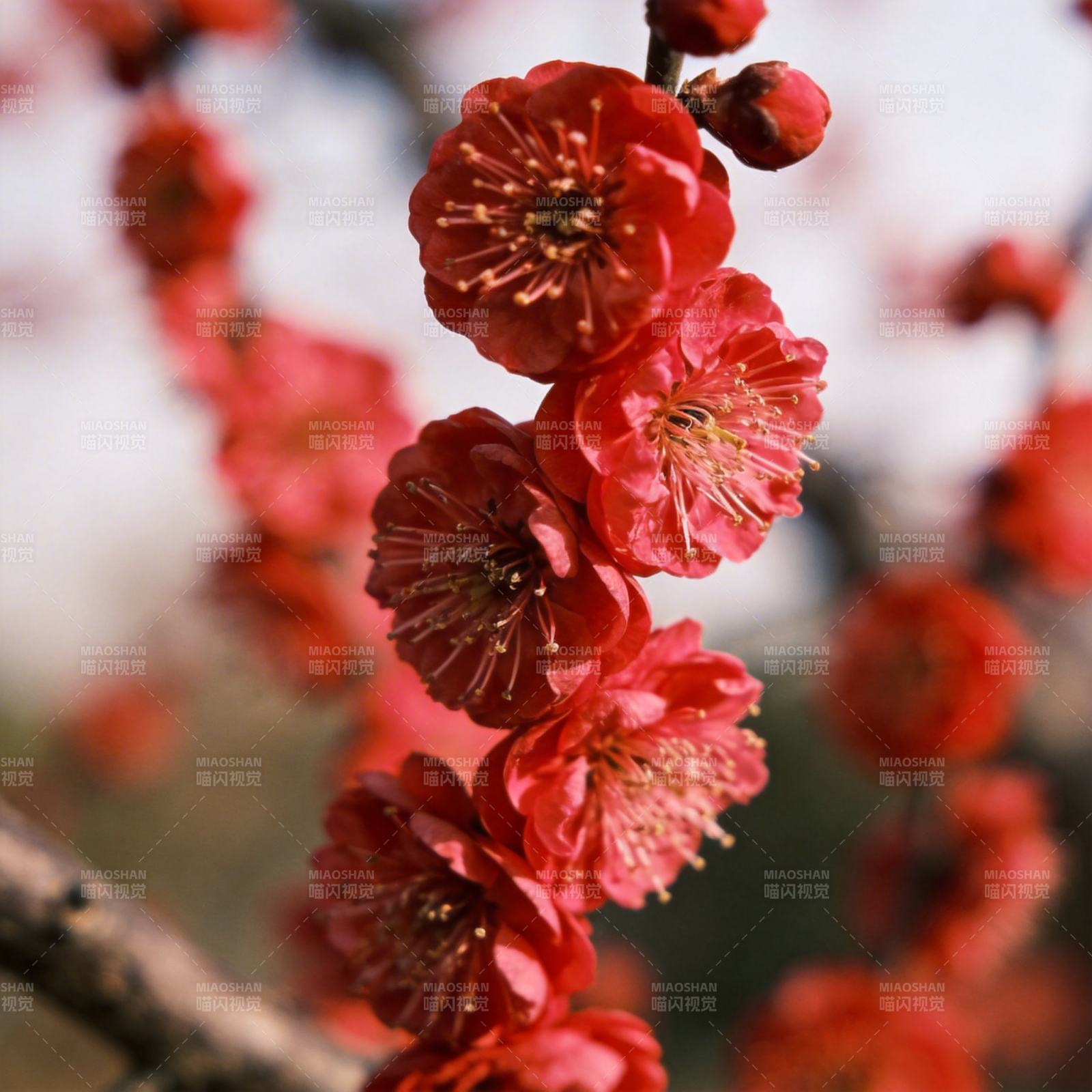 红梅绽放枝头图片