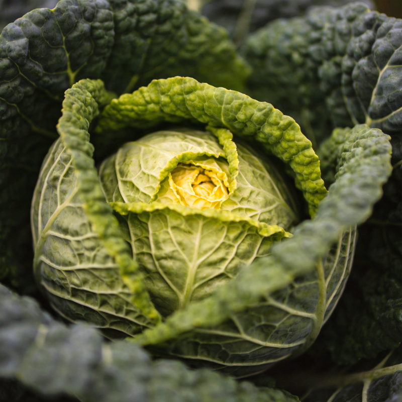 卷心菜的自然之美图片