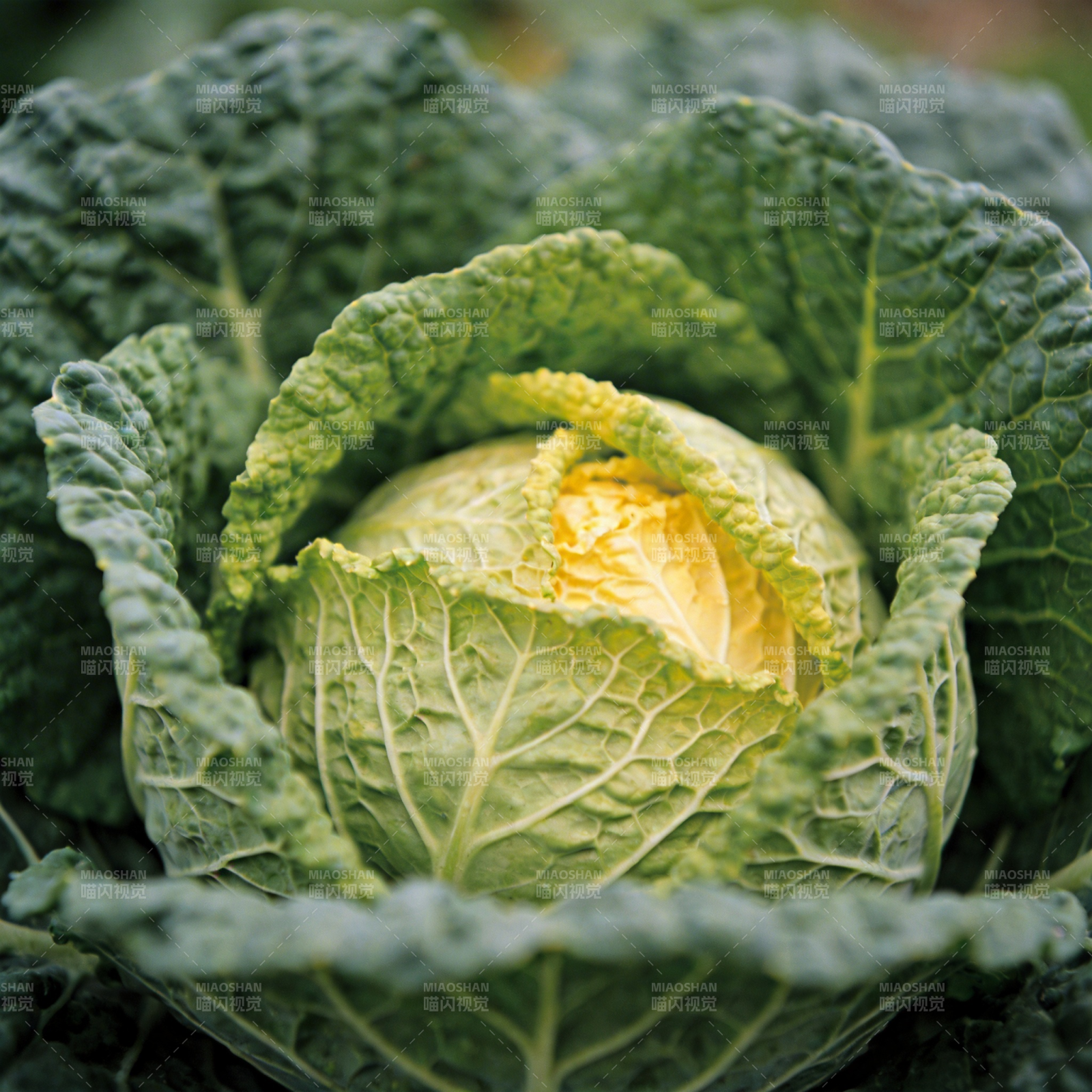 新鲜卷心菜特写图片