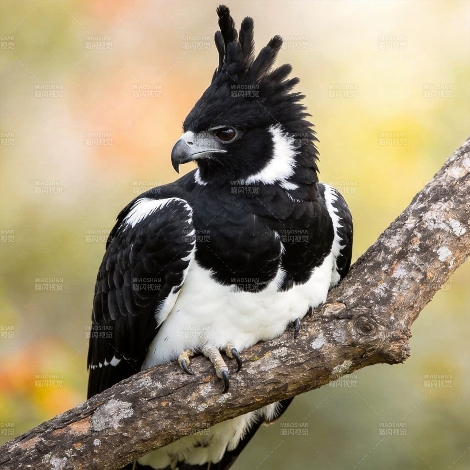 黑冠鹰栖枝头图片