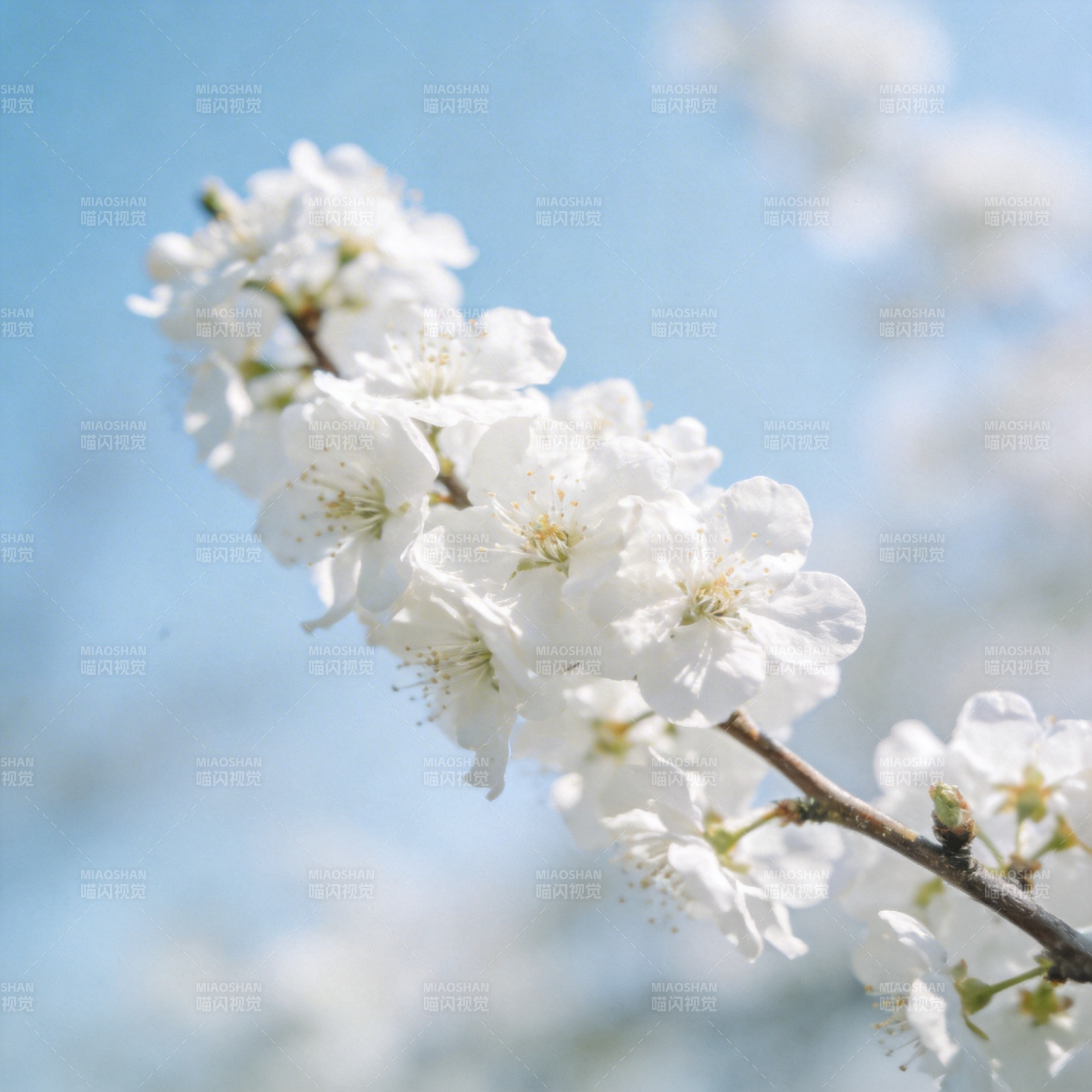 春日樱花绽放图片
