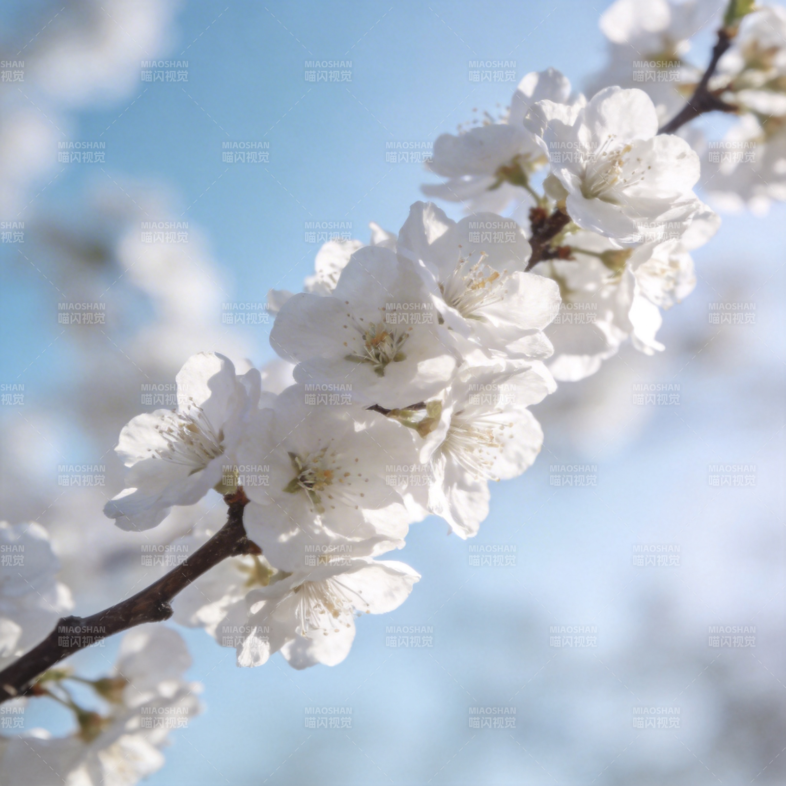 樱花绽放 春意盎然图片