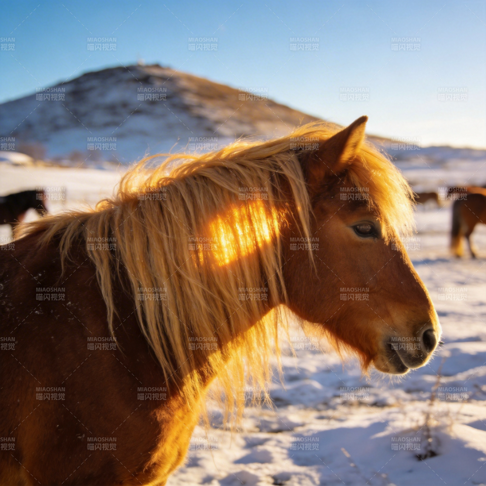 雪原骏马迎朝阳图片