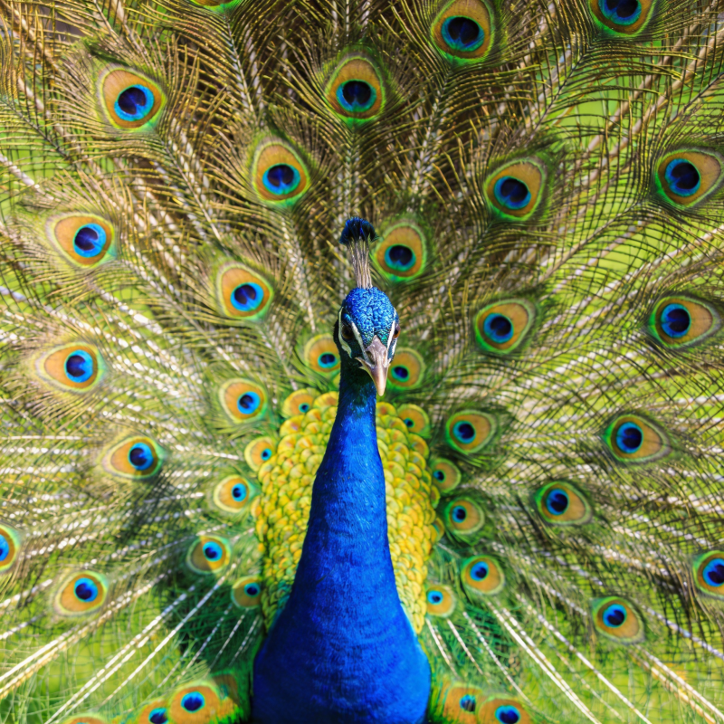 孔雀开屏 绚丽夺目图片